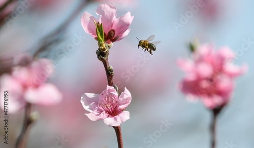 Bee flying among the peach blossoms