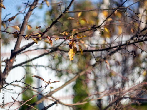 yellowed leaves on a tree in the garden