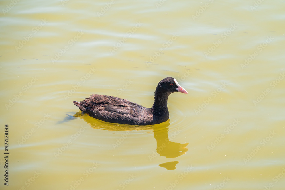 Water bird Eurasian coot, Fulica atra, swiming in shallow water Water bird Eurasian coot, Fulica atra, swiming in shallow water