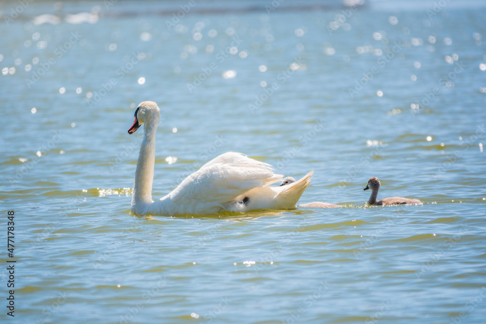 A female mute swan, Cygnus olor, swimming on a lake with its new born baby cygnets. Mute swan protects its small offspring. Gray, fluffy new born baby cygnets. A female mute swan, Cygnus olor, swimming on a lake with its new born baby cygnets. Mute swan protects its small offspring. Gray, fluffy new born baby cygnets.