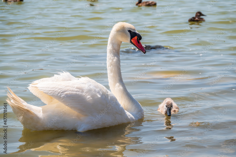 A female mute swan, Cygnus olor, swimming on a lake with its new born baby cygnets. Mute swan protects its small offspring. Gray, fluffy new born baby cygnets. A female mute swan, Cygnus olor, swimming on a lake with its new born baby cygnets. Mute swan protects its small offspring. Gray, fluffy new born baby cygnets.