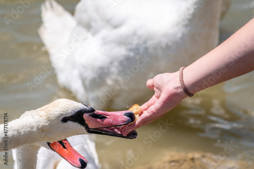 Girl feeding a mute swan in a lake from hand.