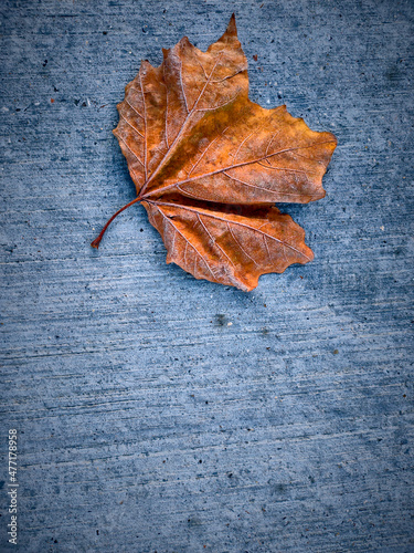 a single autumn leaf on the blue concrete ground