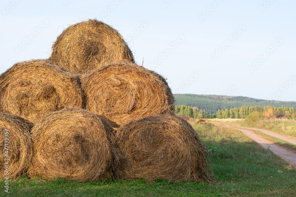 A lot of straw hays stacked in pyramid as silage and forage for cattle, seasonal reaping works A lot of straw hays stacked in pyramid as silage and forage for cattle, seasonal reaping works