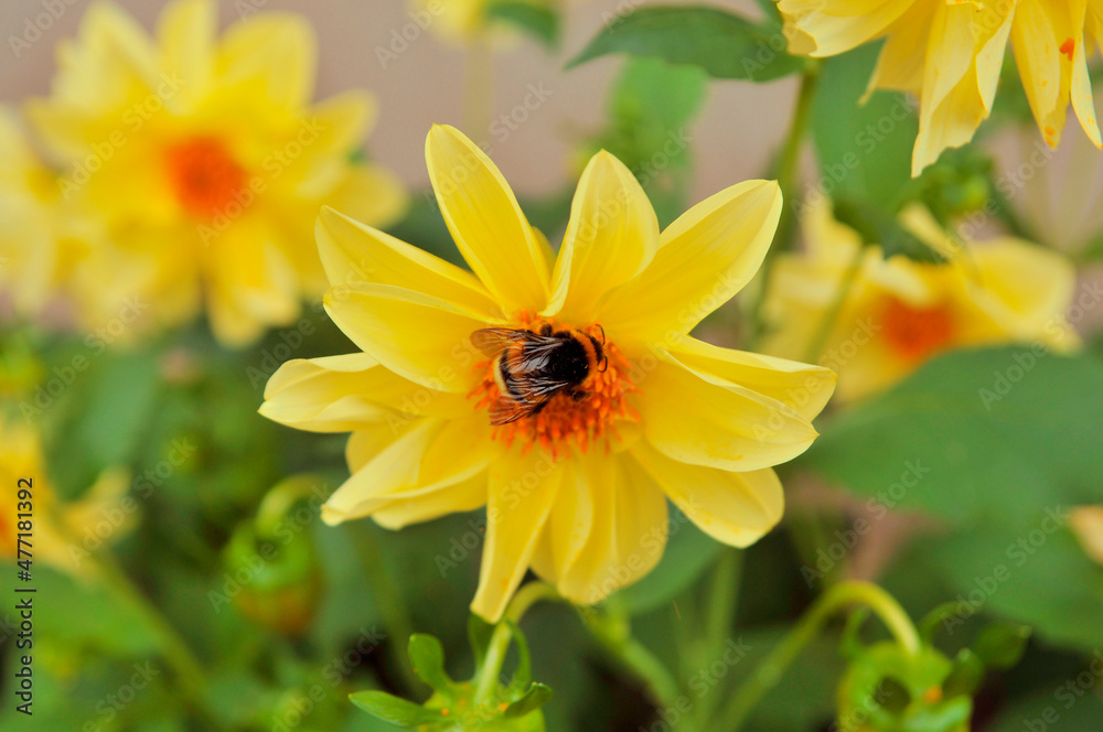 Bumblebee on yellow flower, beautiful dahlias flower bed. Nature landscape Bumblebee on yellow flower, beautiful dahlias flower bed. Nature landscape