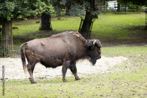 A bison in the Zoo photo