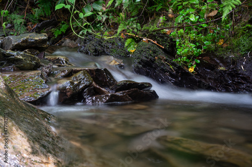 Peaceful, quiet forest stream