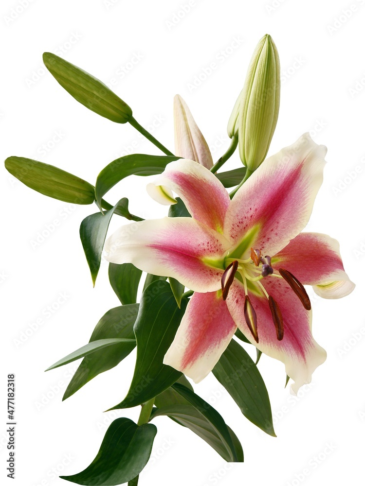 pretty pink and red lily close up isolated