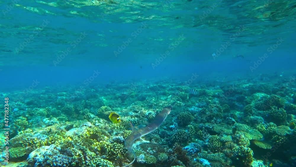 fish needle swims under water