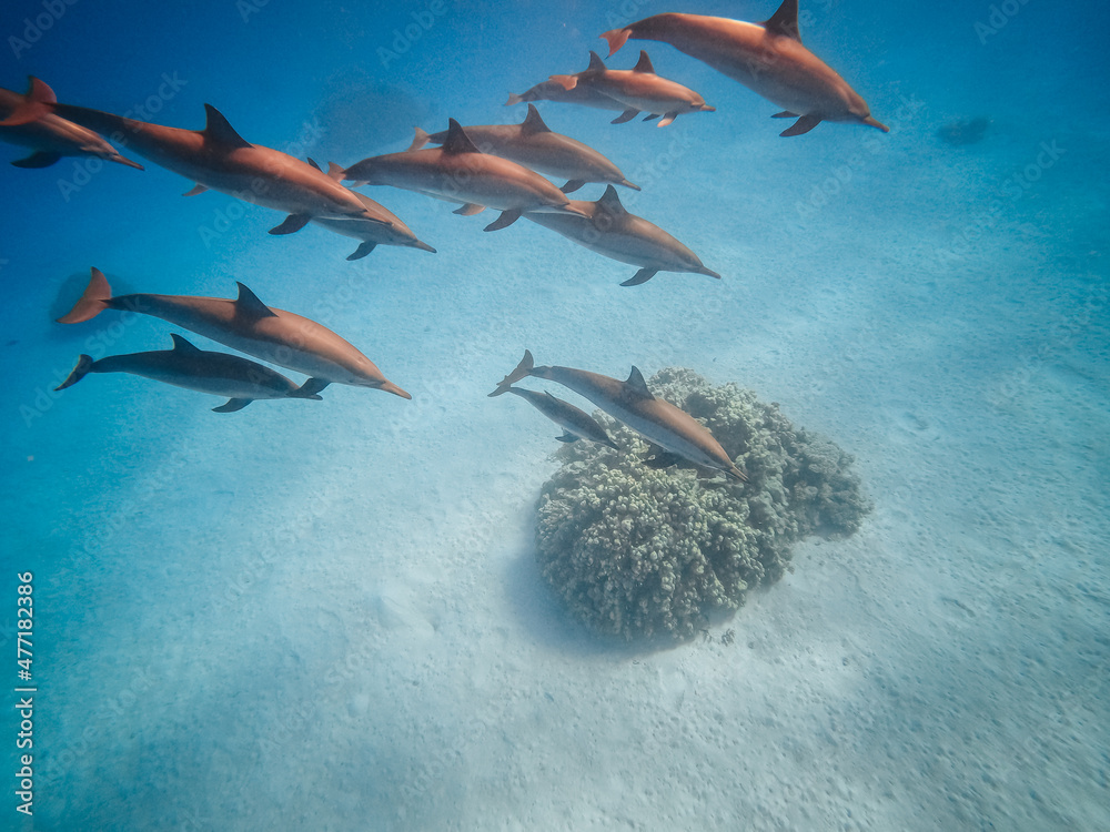 Fototapeta premium freediving with free dolphins in egypt bay