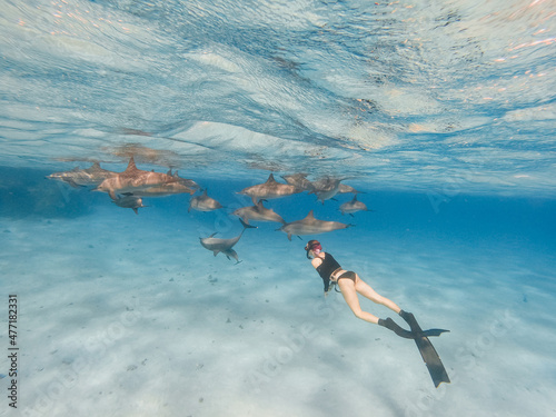 freediving with free dolphins in egypt bay