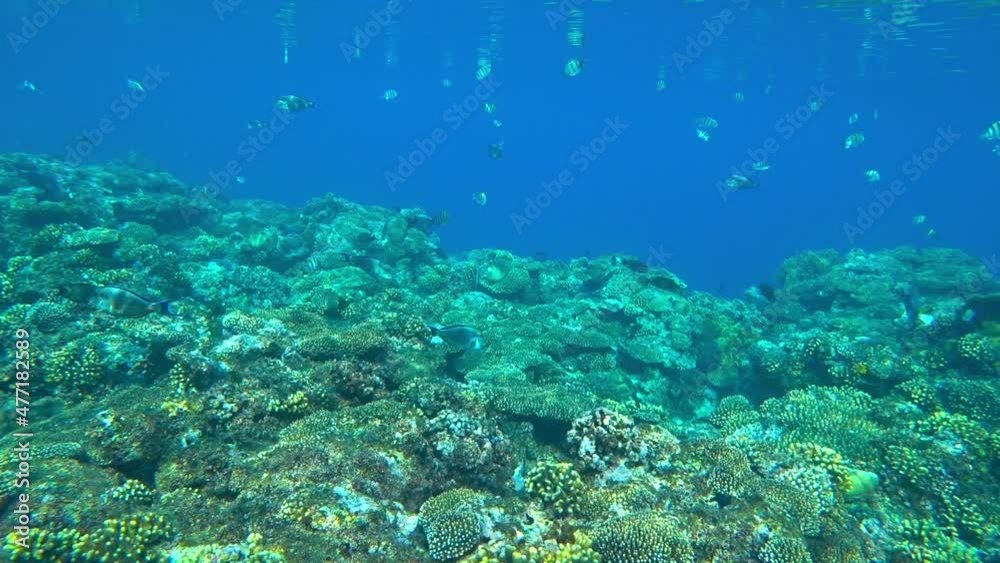 amazing coral reef and fish amazing coral reef and fish