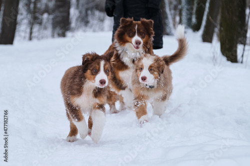Aussie puppies run through snow with their brown dog mom and human owner. Shepherd kennel on walk. Two brothers of Australian Shepherd puppy red Merle and tricolor are having fun in winter park. © Ekaterina