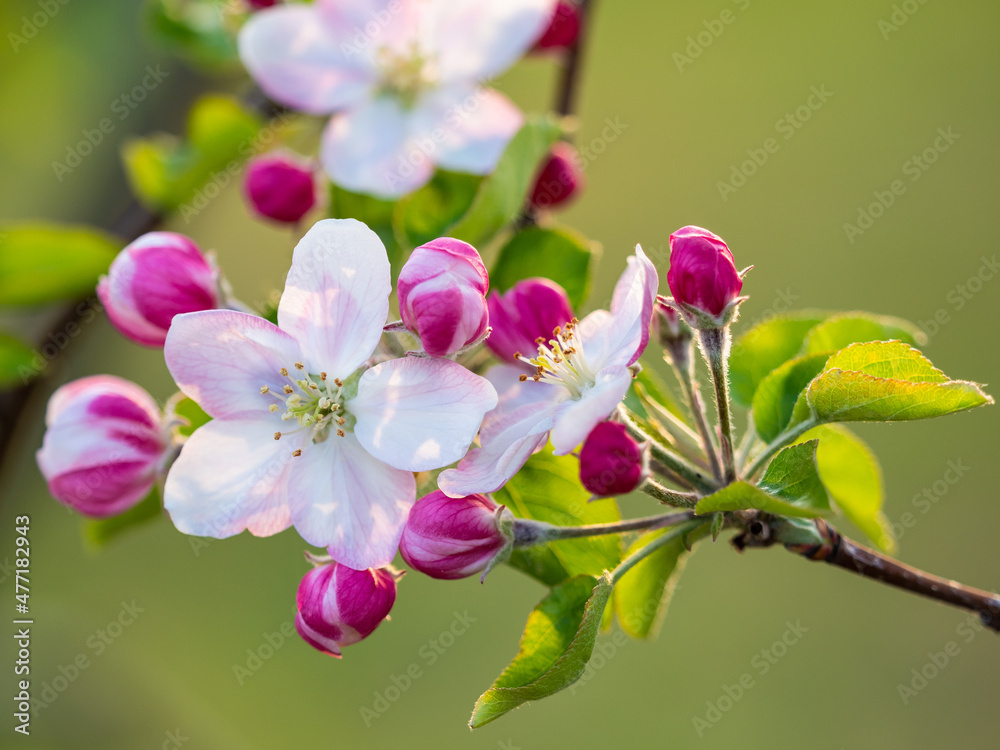 Open flower and other closed on the tree branch Open flower and other closed on the tree branch