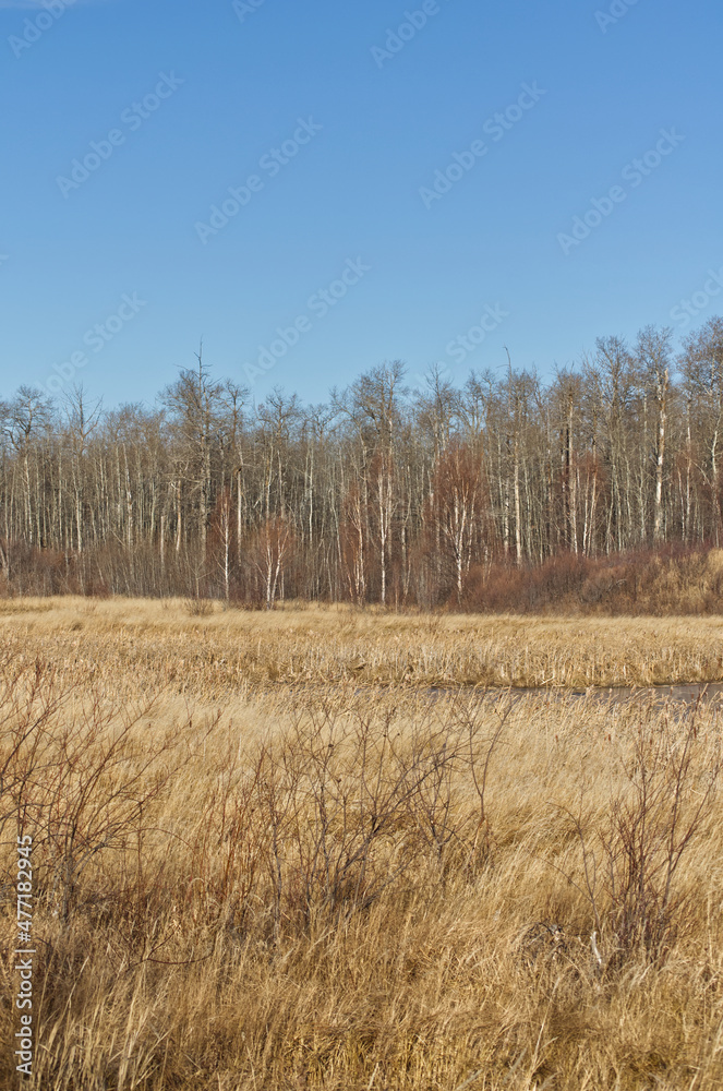 Elk Island National Park on a Cool Autumn Day Elk Island National Park on a Cool Autumn Day