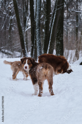 Puppy of Australian Shepherd red tricolor with cropped tail stands with back turned and looks carefully. Aussie puppies and adult dog walk in snow in winter park.