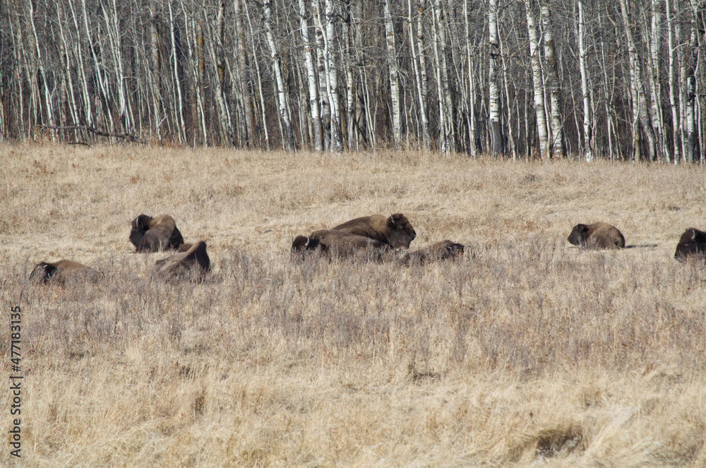 Herd of Plains Bison in a Field Herd of Plains Bison in a Field