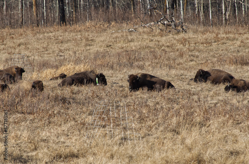 Herd of Plains Bison in a Field © RiMa Photography