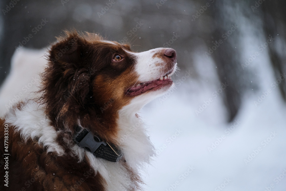 Very beautiful Australian Shepherd dog of brown color. Thoroughbred dog walks in winter park during snowfall. Aussie red tricolor portrait in profile. Greeting card for holiday.