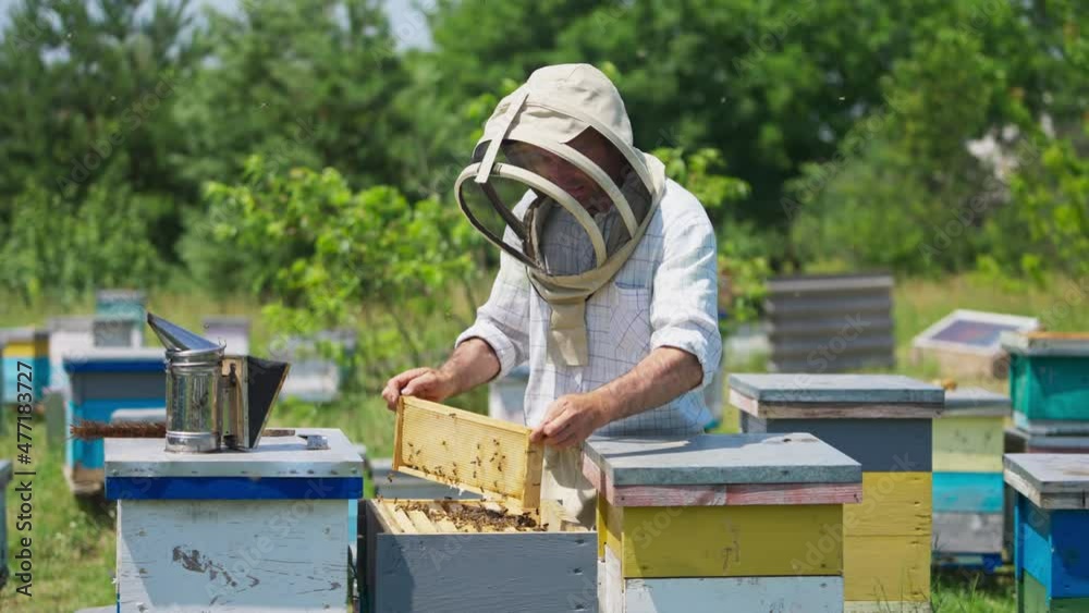 Beekeeper working on his bee farm. Apiarist in protective suit shaking off the bees from the frame with honeycomb. Beekeeper working on his bee farm. Apiarist in protective suit shaking off the bees from the frame with honeycomb.