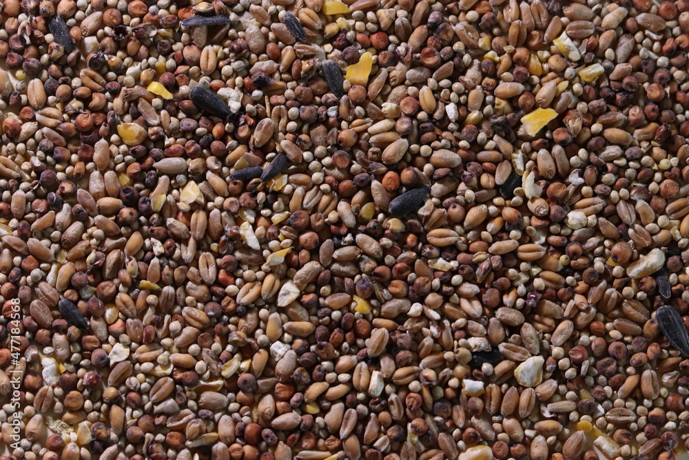 background with different bird seeds background with different bird seeds