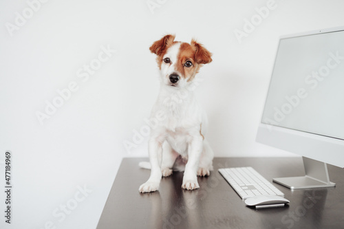 front view of cute jack russell dog working on computer at home office. Pets indoors and technology