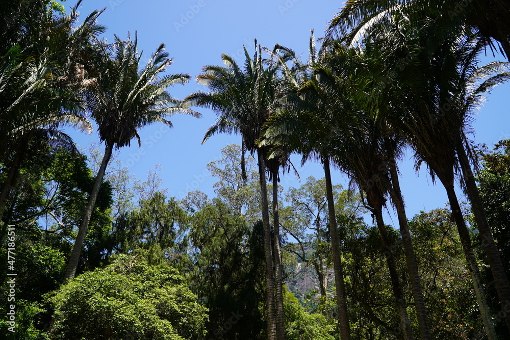 Jaci Amazon oil palm trees, Yagua palm, Attalea butyracea, arecaceae. Brasil, South America. Jaci Amazon oil palm trees, Yagua palm, Attalea butyracea, arecaceae. Brasil, South America.