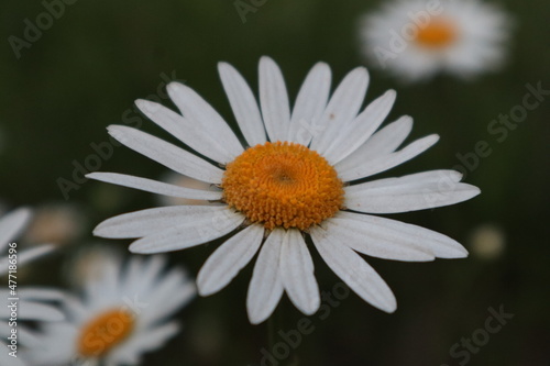 the daisy flower