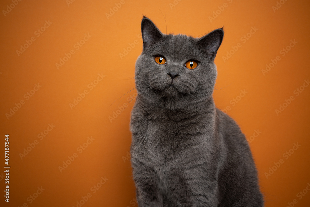 beautiful british shorthair blue cat with orange eyes on orange background tone on tone portrait with copy space