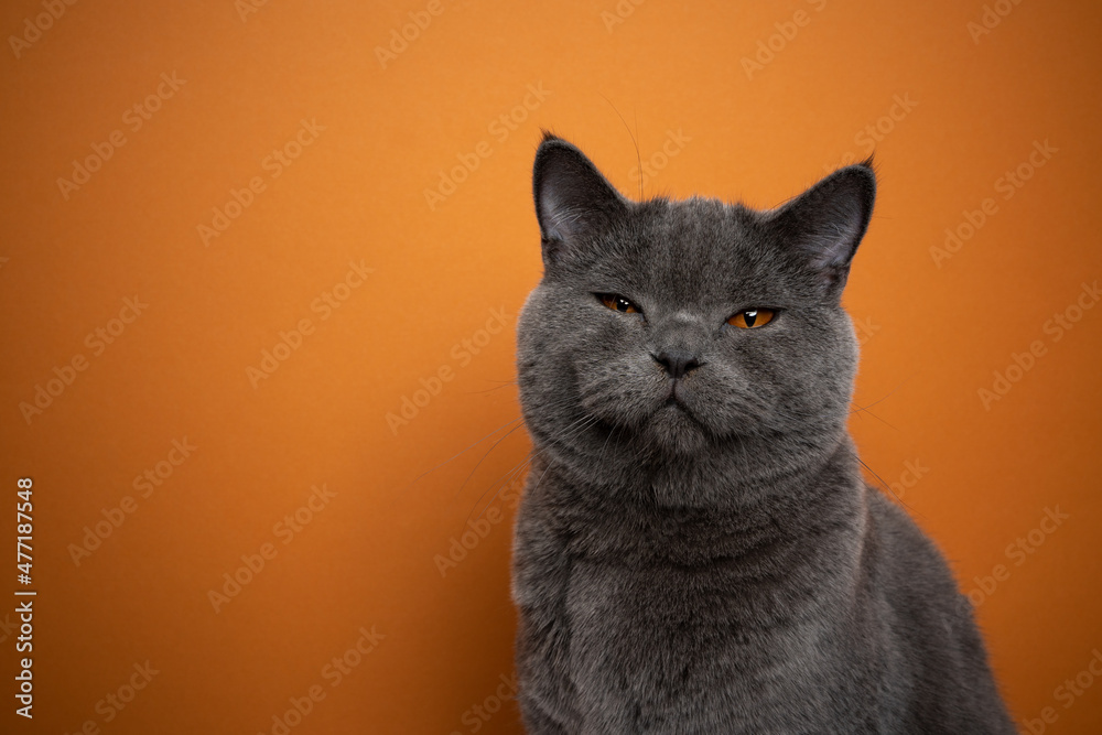 Big Blue British Shorthair Cat Looking At Camera Angry Portrait