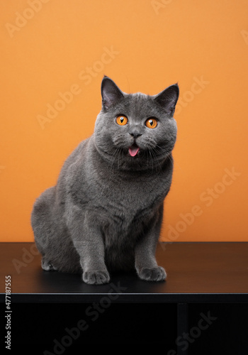 exhausted british shorthair blue cat sitting on black table looking at camera with mouth open panting