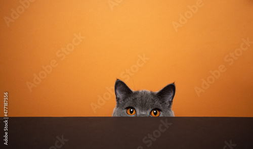 shy british shorthair blue cat hiding behind black table on orange background with copy space