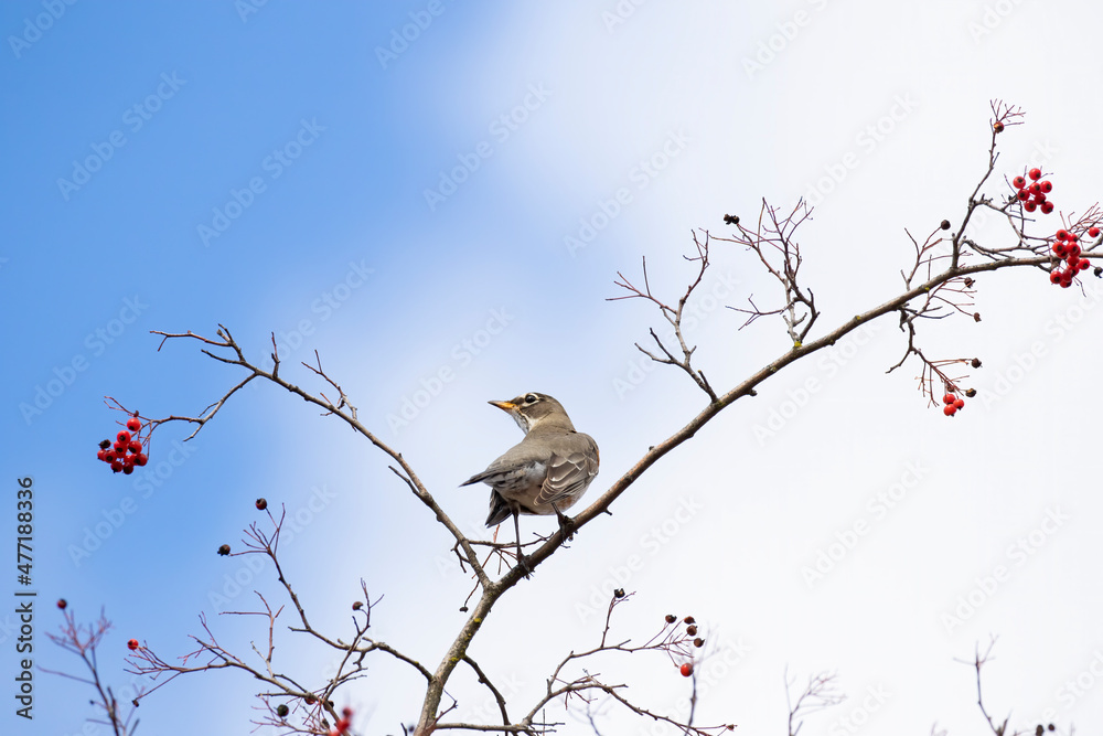 Bird on the Branches Bird on the Branches