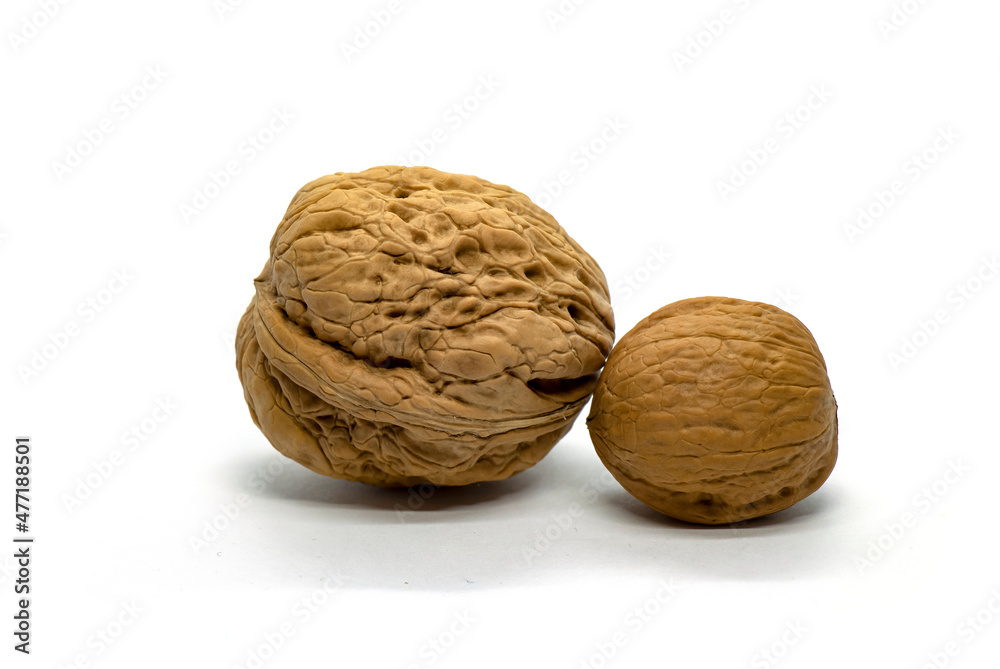 Two walnuts of different sizes on a white background Two walnuts of different sizes on a white background