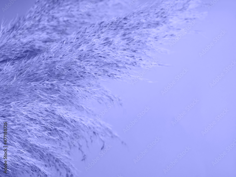 Trendy purple color botanical background with pampas grass Trendy purple color botanical background with pampas grass