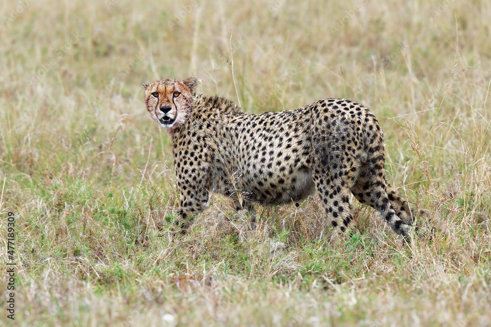 Cheetah - Acinonyx jubatus large cat native to Africa and central Iran, fastest land animal, variety of habitats savannahs, arid mountain ranges and hilly desert terrain in Iran, full belly Cheetah - Acinonyx jubatus large cat native to Africa and central Iran, fastest land animal, variety of habitats savannahs, arid mountain ranges and hilly desert terrain in Iran, full belly