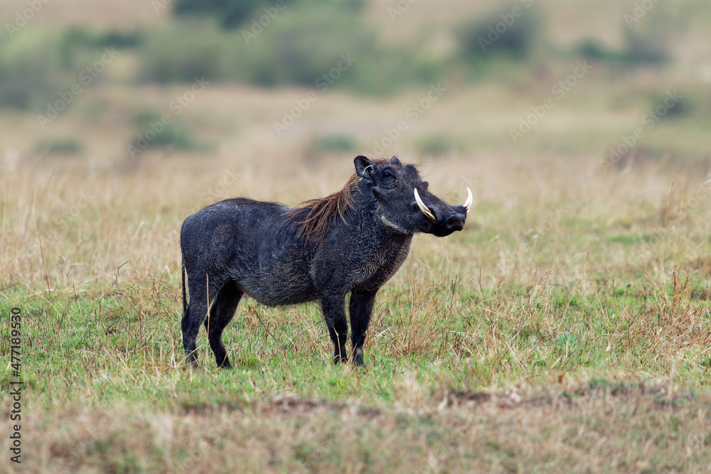 Fototapeta premium Common Warthog - Phacochoerus africanus wild member of pig family Suidae found in grassland, savanna, and woodland, warthog pig in savannah in Africa. Black pig on green grass in Masai Mara Kenya
