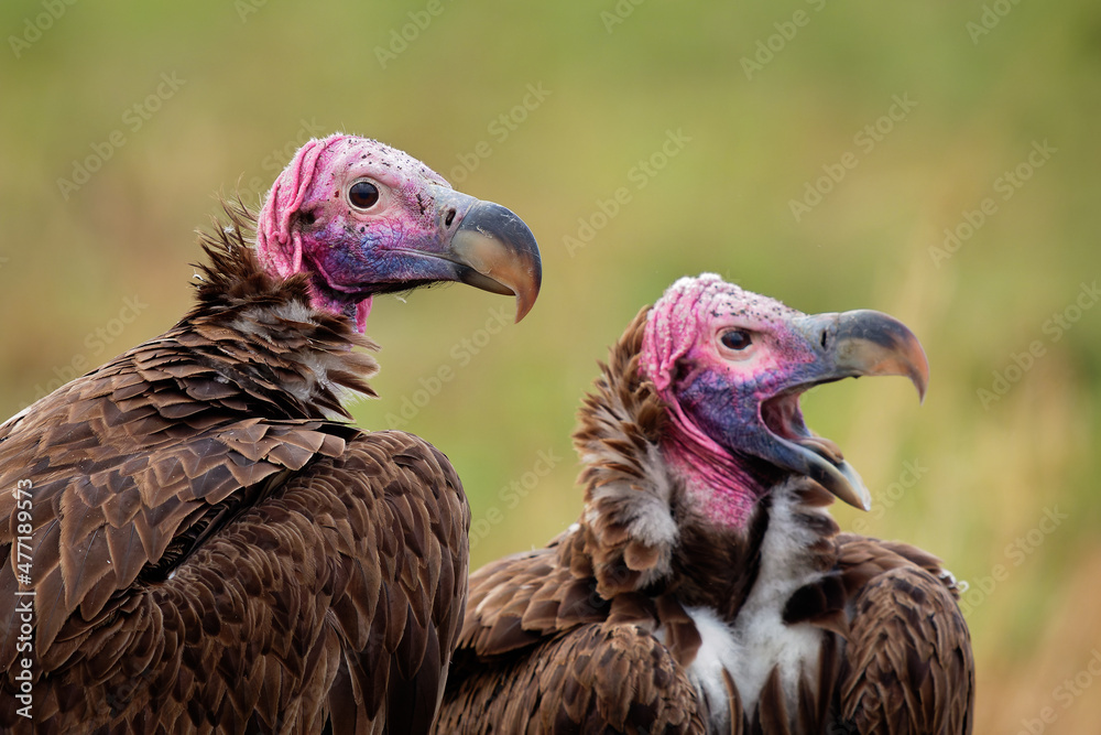 Lappet-faced Vulture or Nubian vulture - Torgos tracheliotos, Old World  vulture belonging to bird order Accipitriformes, pair two scavengers  feeding on the carcass in Masai Mara Kenya, face to face. Stock-bilde