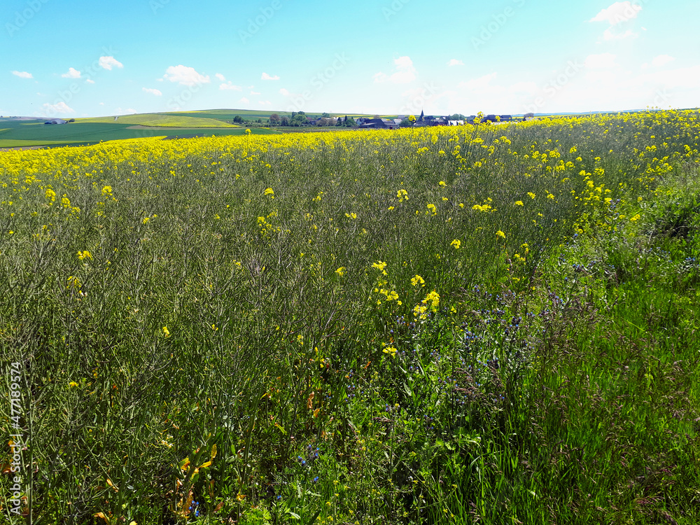 Obraz premium Farbenfrohe Frühlings-Landschaft in der Osteifel bei Polch auf dem Premiumwanderweg Traumpfädchen Paradiesweg Polch.