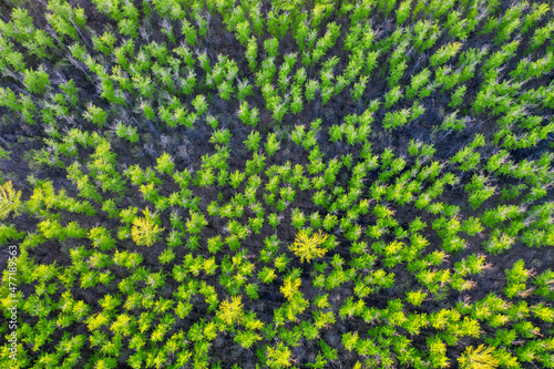 woodland with green trees top view, blurred image