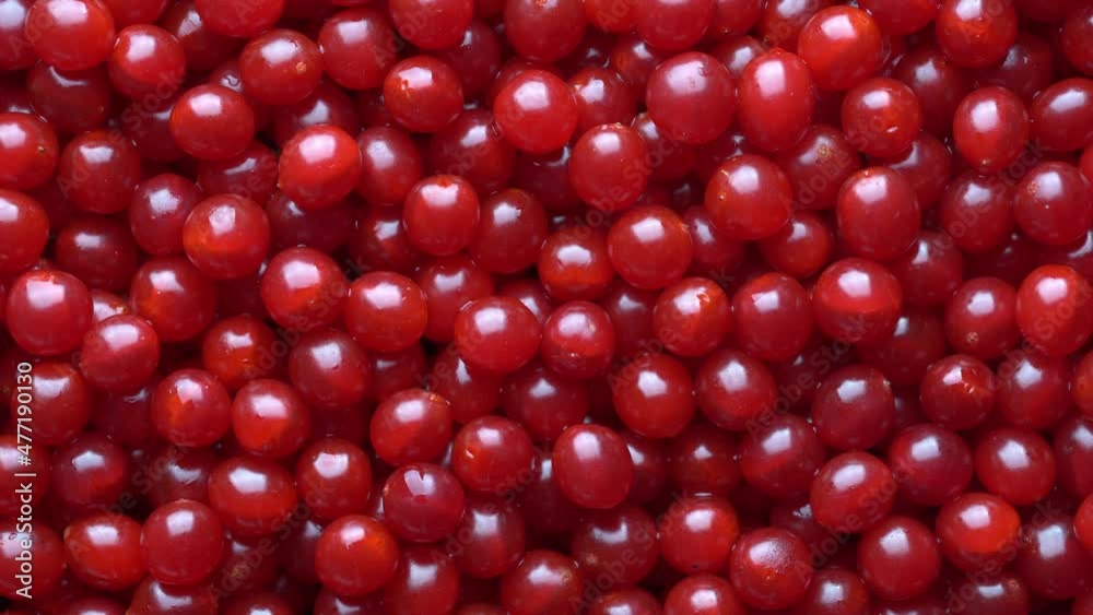 Harvest the red viburnum or guelder rose, close up, top view. Beautiful texture with red berries on viburnum background, rotates Harvest the red viburnum or guelder rose, close up, top view. Beautiful texture with red berries on viburnum background, rotates