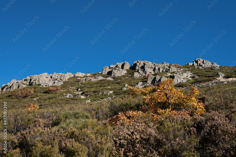 Landscape view of shrubs in autumn. Puerto de la Quesera, Segovia, Castilla Leon, Spain Landscape view of shrubs in autumn. Puerto de la Quesera, Segovia, Castilla Leon, Spain