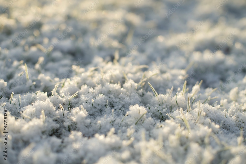 Frozen grass close-up in winter