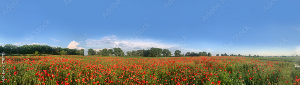 Banner. Poppy flower, Field of wild poppies on the blue sky horizon. Red poppy flower background