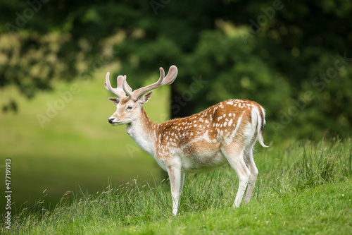  fallow deer in vibrant green parkland photo