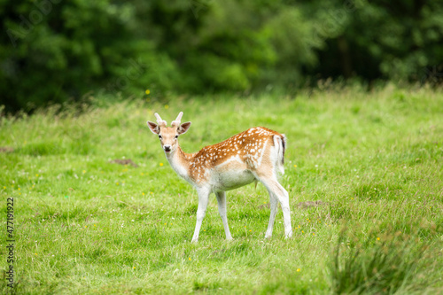 Fototapeta Naklejka Na Ścianę i Meble -  young fallow deer in vibrant green parkland