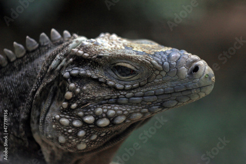 Profile of Cuban rock iguana  Cyclura nubila  in Prague zoo  Czech republic