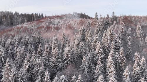 Winter in the mountains. Forest in the snow. Shooting from a quadcopter.