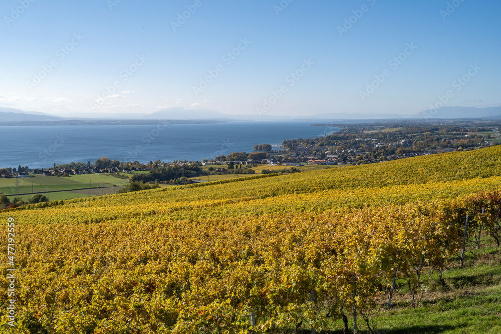 vue sur le vignoble et le lac