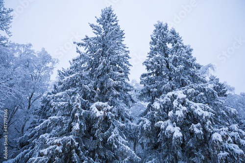 Two Christmas trees in the snow on the background of the sky